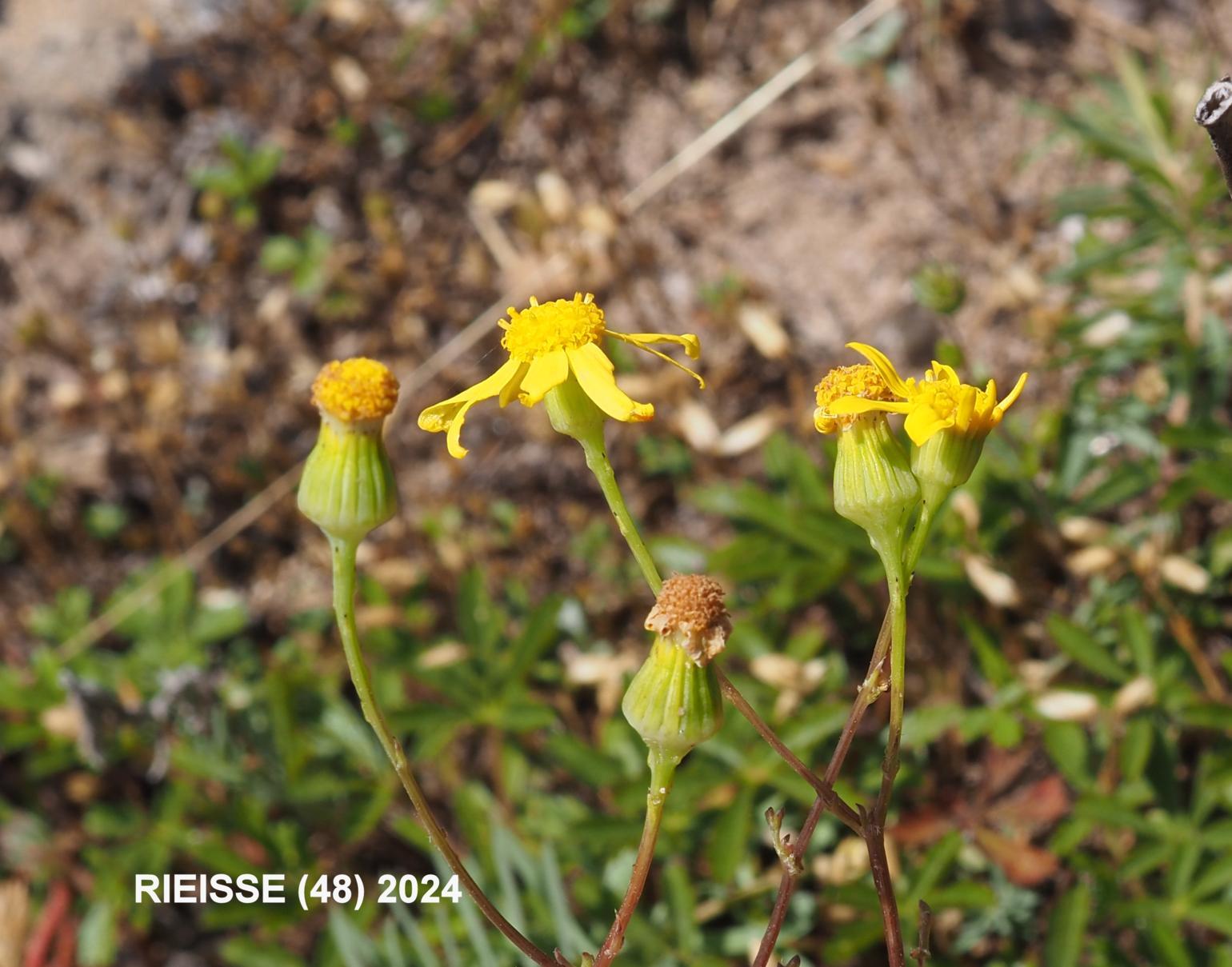 Ragwort, Mediterranean